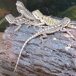 Meet your Posher, Ronald